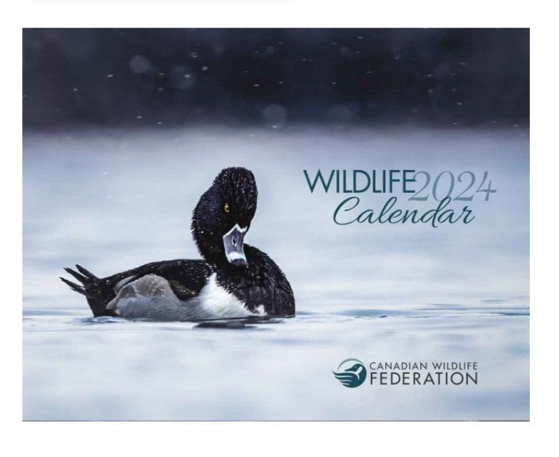 Chapman’s Calendar for 2024, Canadian Wildlife Calendar Free Stuff App